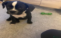 Boxer dogs for sale: Boxer pup 12 weeks old - Image 3