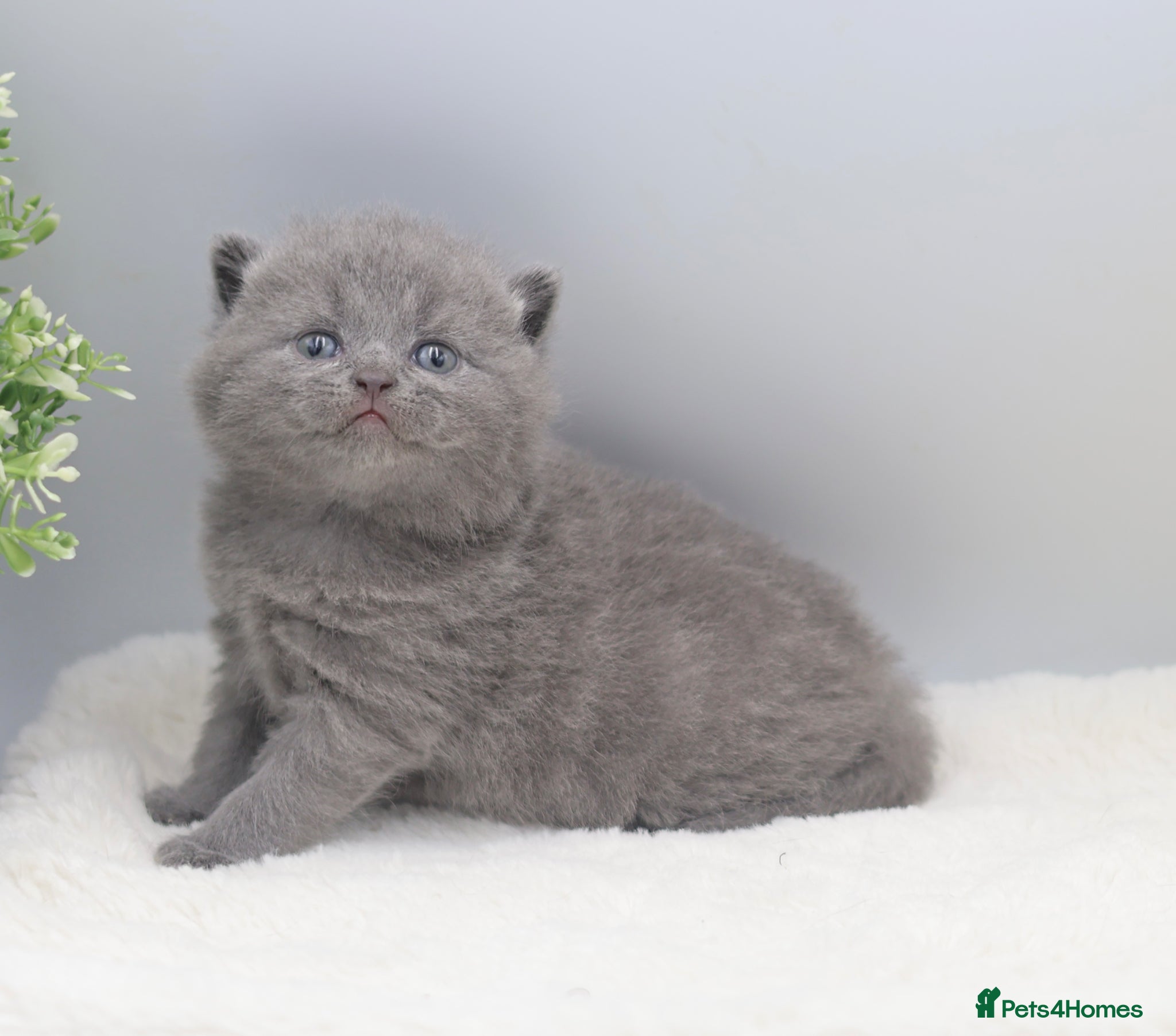 British Shorthair cats PEDIGREE REGISTERED CHUNKY BRITISH SHORTHAIRS - Advert 2