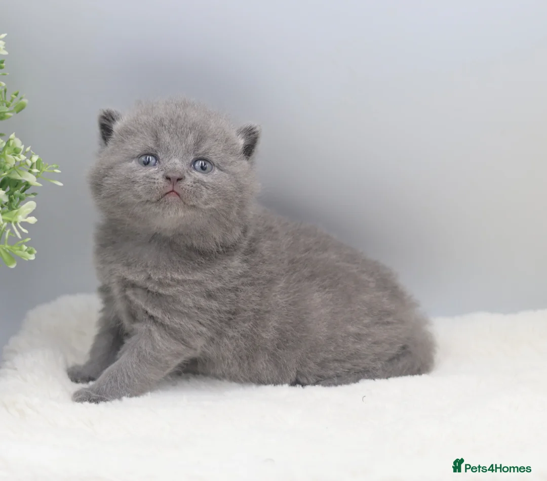 British Shorthair cats for sale: PEDIGREE REGISTERED CHUNKY BRITISH SHORTHAIRS - Advert 2