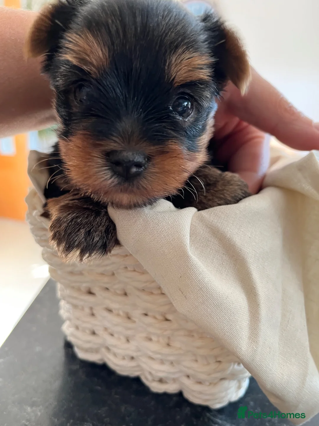 Yorkshire Terrier dogs for sale: KC  miniature Yorkshire terrier puppy girl - Advert 1