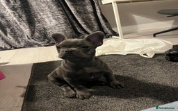 French Bulldog dogs for sale: French Bulldog puppy - Image 3