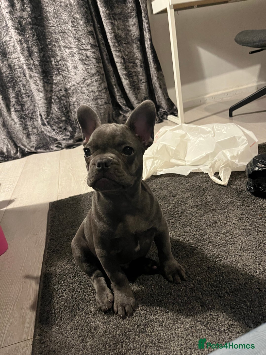 French Bulldog dogs for sale: French Bulldog puppy - Image 3