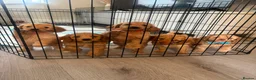 Cockapoo dogs for sale: ONLY 3 GIRLS LEFT!!! - Advert 2