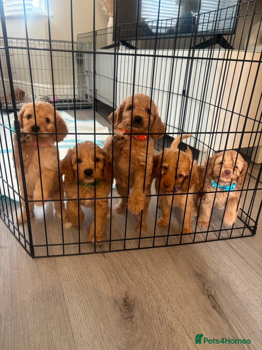 Cockapoo dogs for sale: ONLY 3 GIRLS LEFT!!! - Advert 2