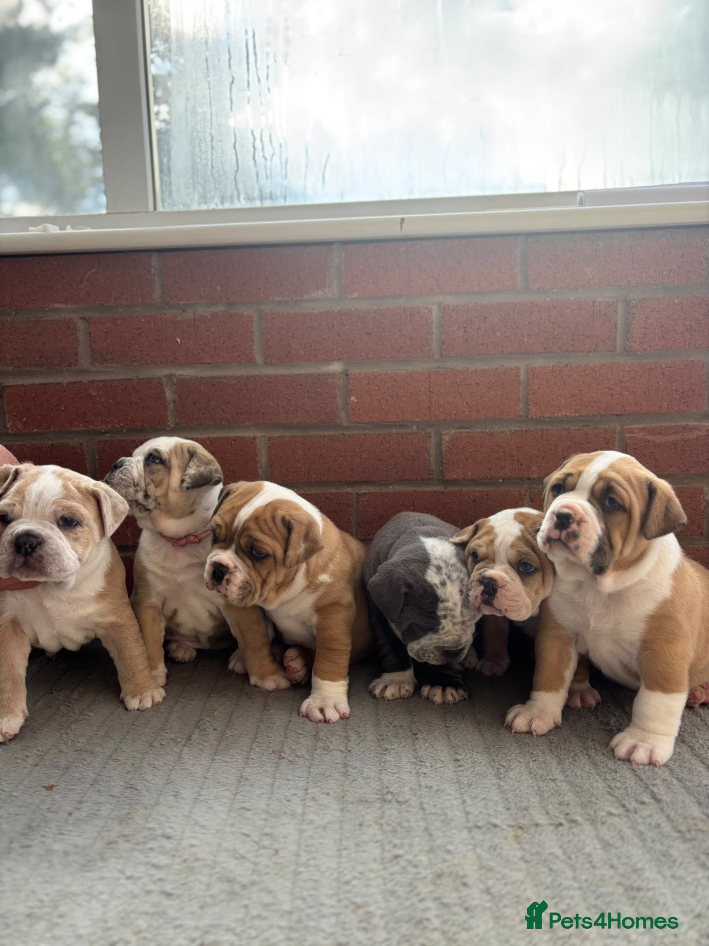 Olde English Bulldogge dogs olde English bulldog puppies - Advert 1