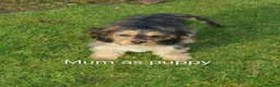 Cockapoo dogs for sale: F2b Cockapoo puppies health tested parents  - Advert 3