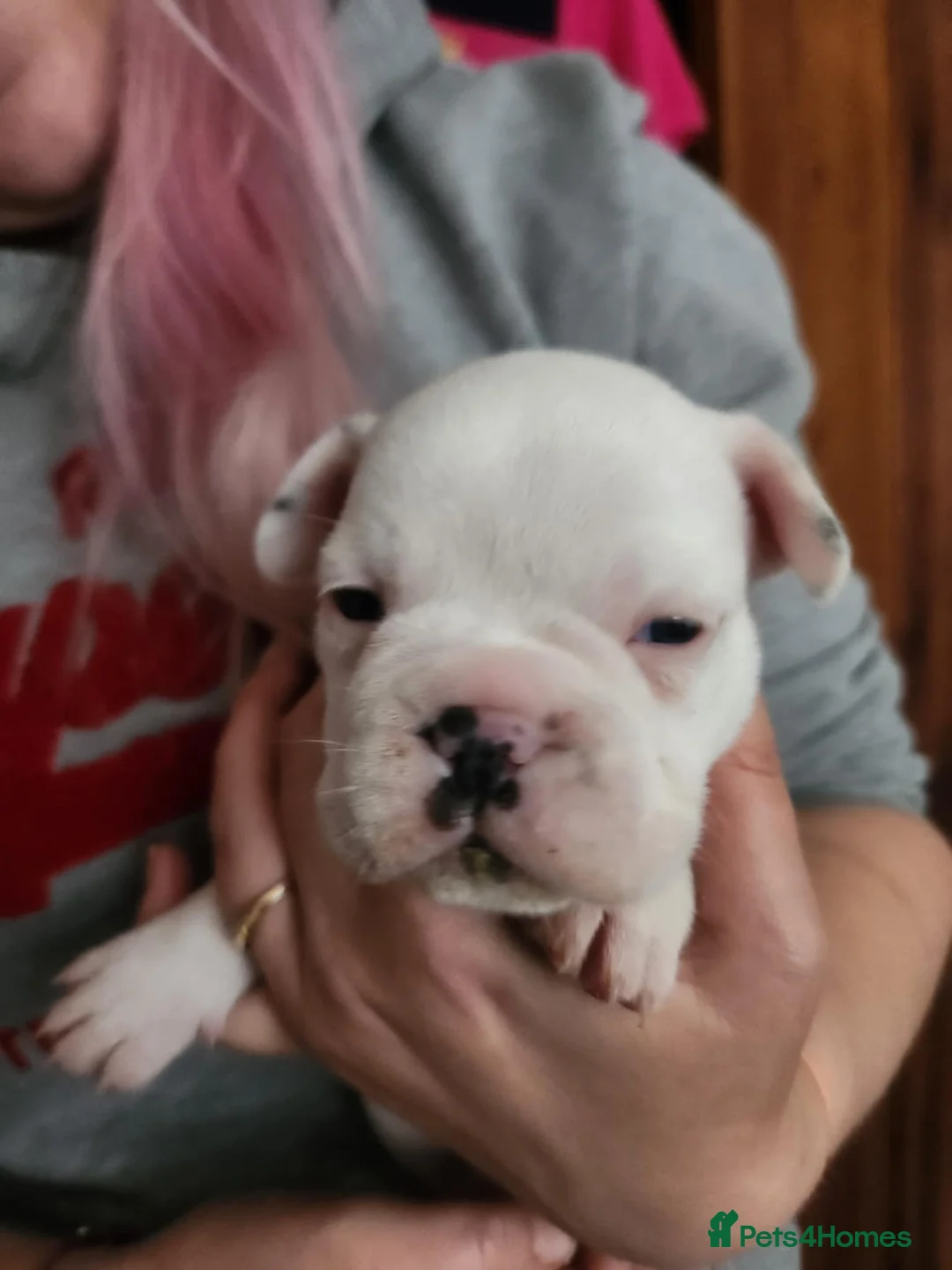 French Bulldog dogs for sale: Frenchie puppies - Advert 9