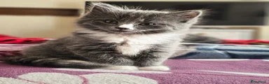 British Longhair Kitten 2