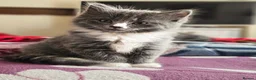 British Longhair cats for sale: BRITISH LONGHAIR  BRITISH SHORTHAIR  - Advert 2