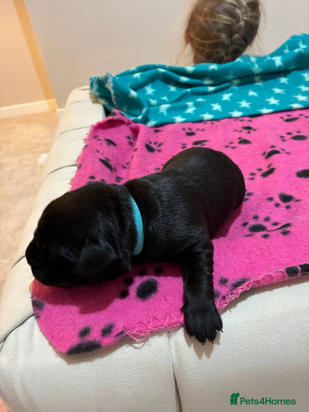 Labrador Retriever dogs for sale: KC RegisteredLabrador Puppies – Ready from 14/02 - Advert 4