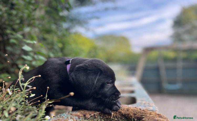 Labrador Retriever dogs - Advert 3