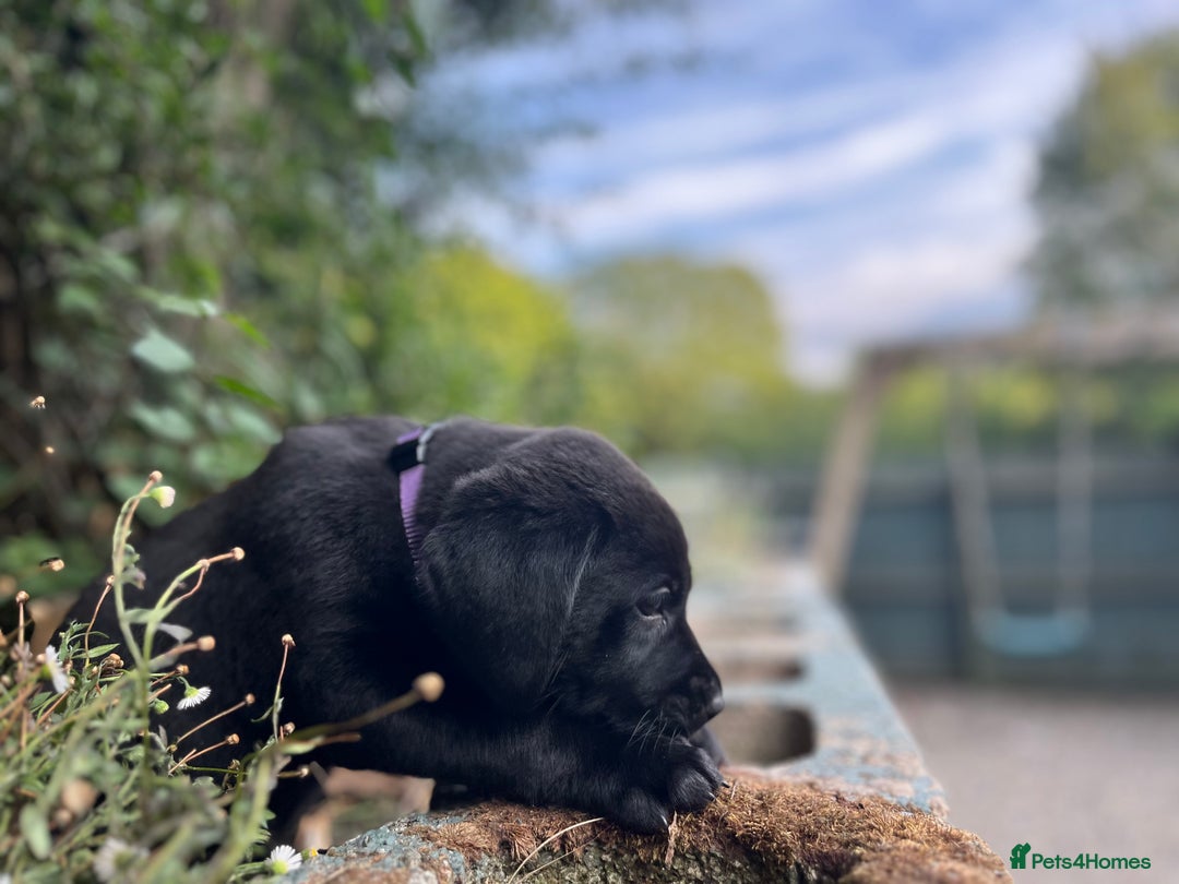 Labrador Retriever dogs for sale: QUALITY HEALTH TESTED KC LABRADOR PUPPIES  - Image 7
