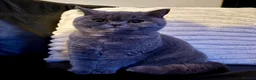 British Shorthair cats for sale: GCCF British Shorthair BlueCream Tortie Amber Eyes - Advert 2