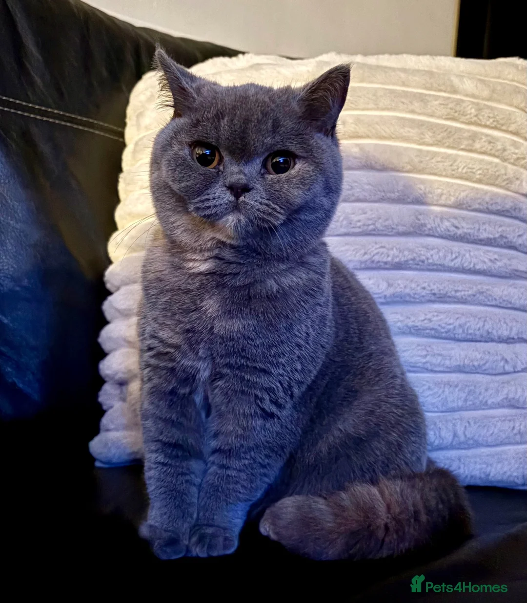 British Shorthair cats for sale: GCCF British Shorthair BlueCream Tortie Amber Eyes - Advert 2