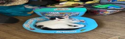 Mixed Breed cats for sale: Just over 10 week old male kitten in Liskeard - Advert 5