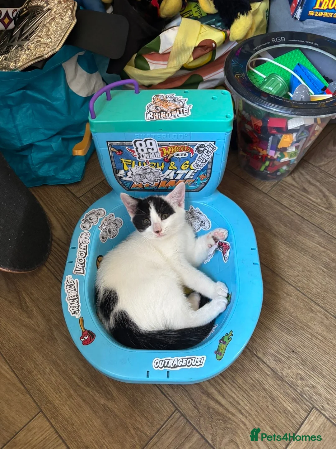 Mixed Breed cats for sale: Just over 10 week old male kitten in Liskeard - Advert 5