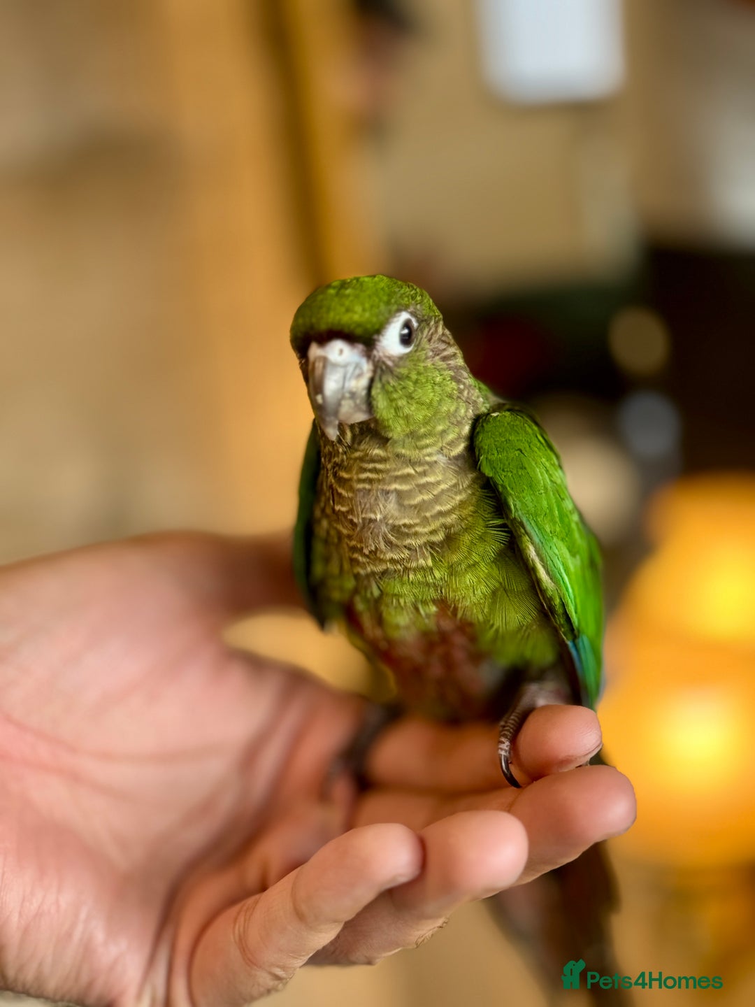 Parrots birds for sale: Adorable Hand-Reared Baby Conures – 10 Weeks Old - Image 4