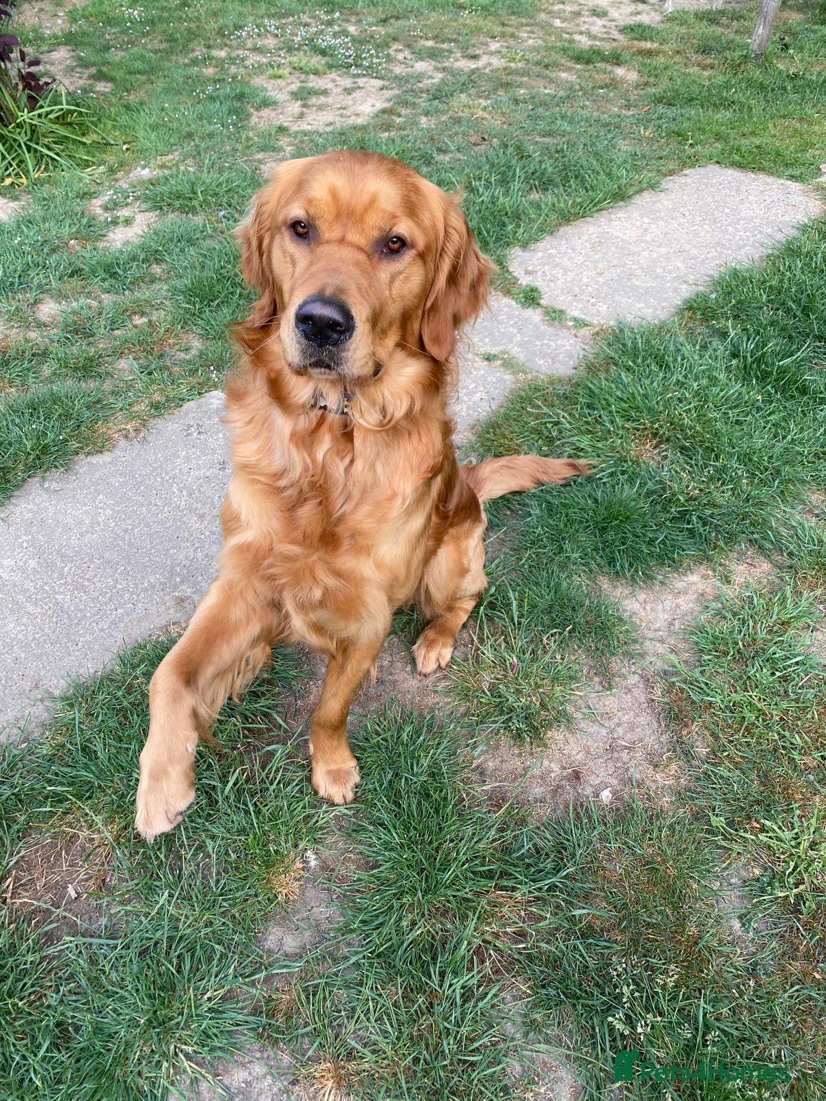 Golden Retriever dogs Handsome Golden Retriever for Stud - Advert 5