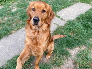 Golden Retriever dogs Handsome Golden Retriever for Stud - Advert 1