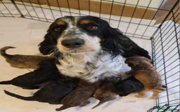 Cockapoo dogs for sale: Super Socialised F1 Cockapoo Puppies. DNA TESTED.  - Image 2