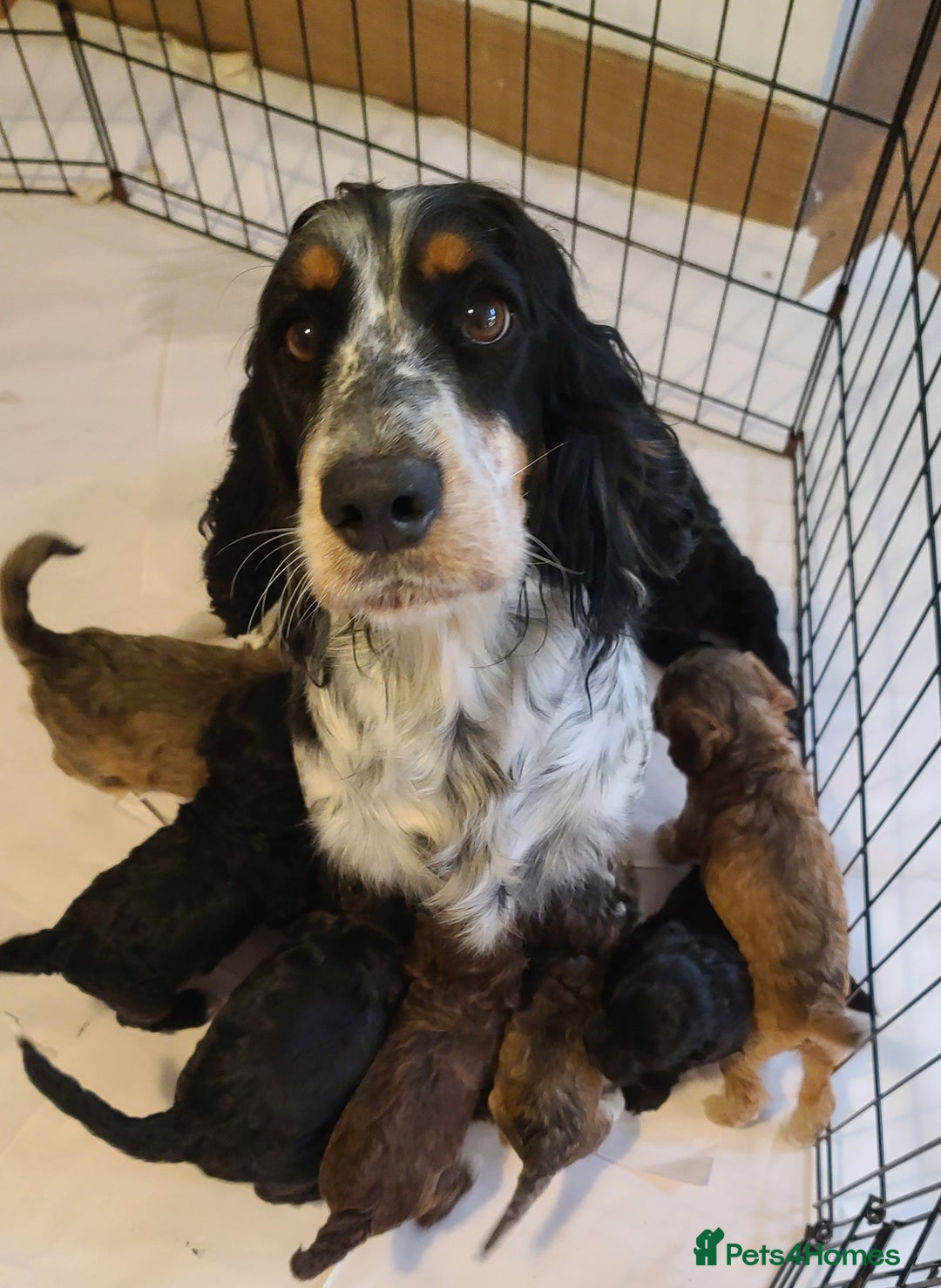 Cockapoo dogs for sale: Super Socialised F1 Cockapoo Puppies. DNA TESTED.  - Image 2