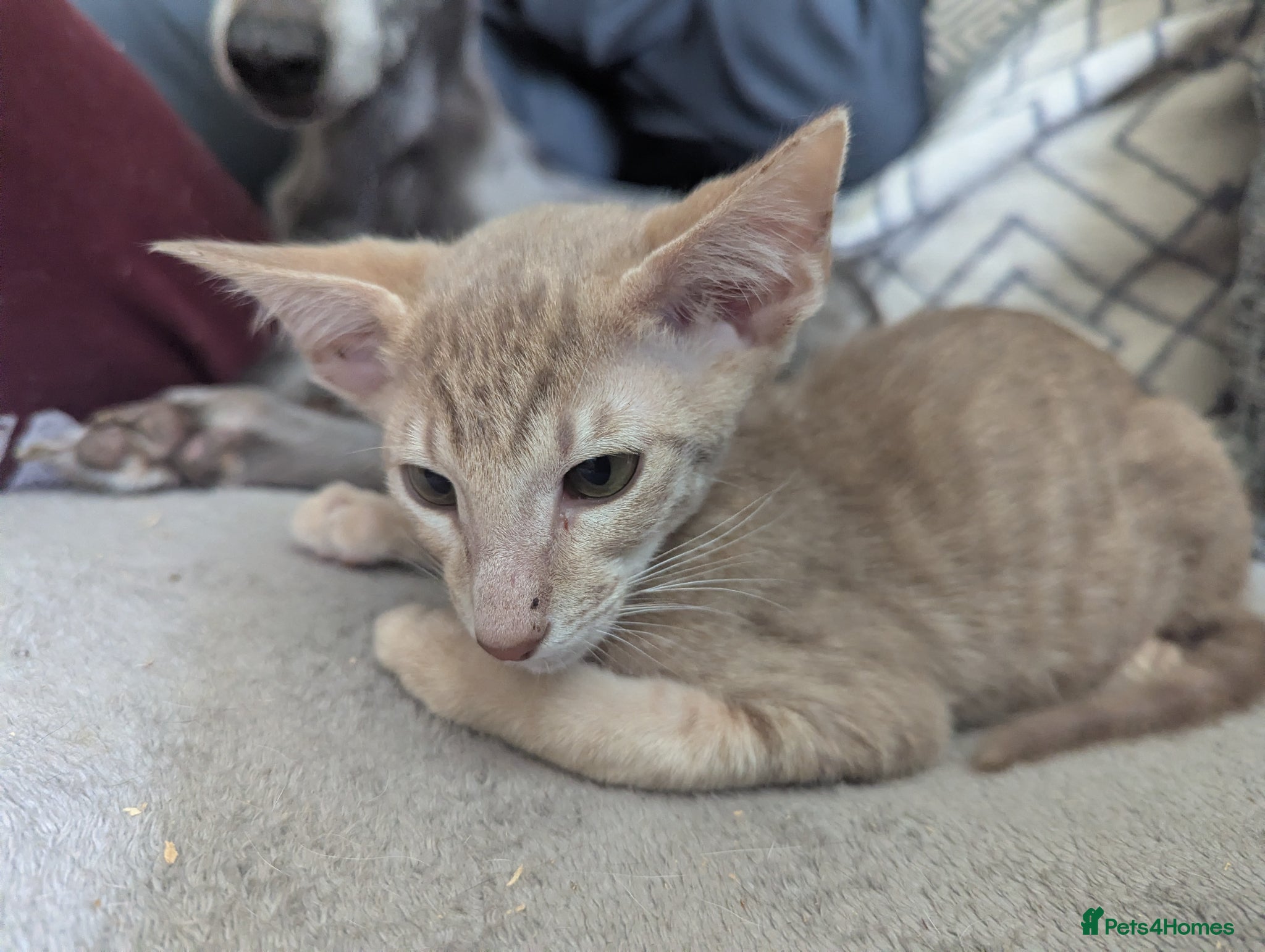 Oriental cats for sale: Ready now! Stunning spotty boy - Advert 5