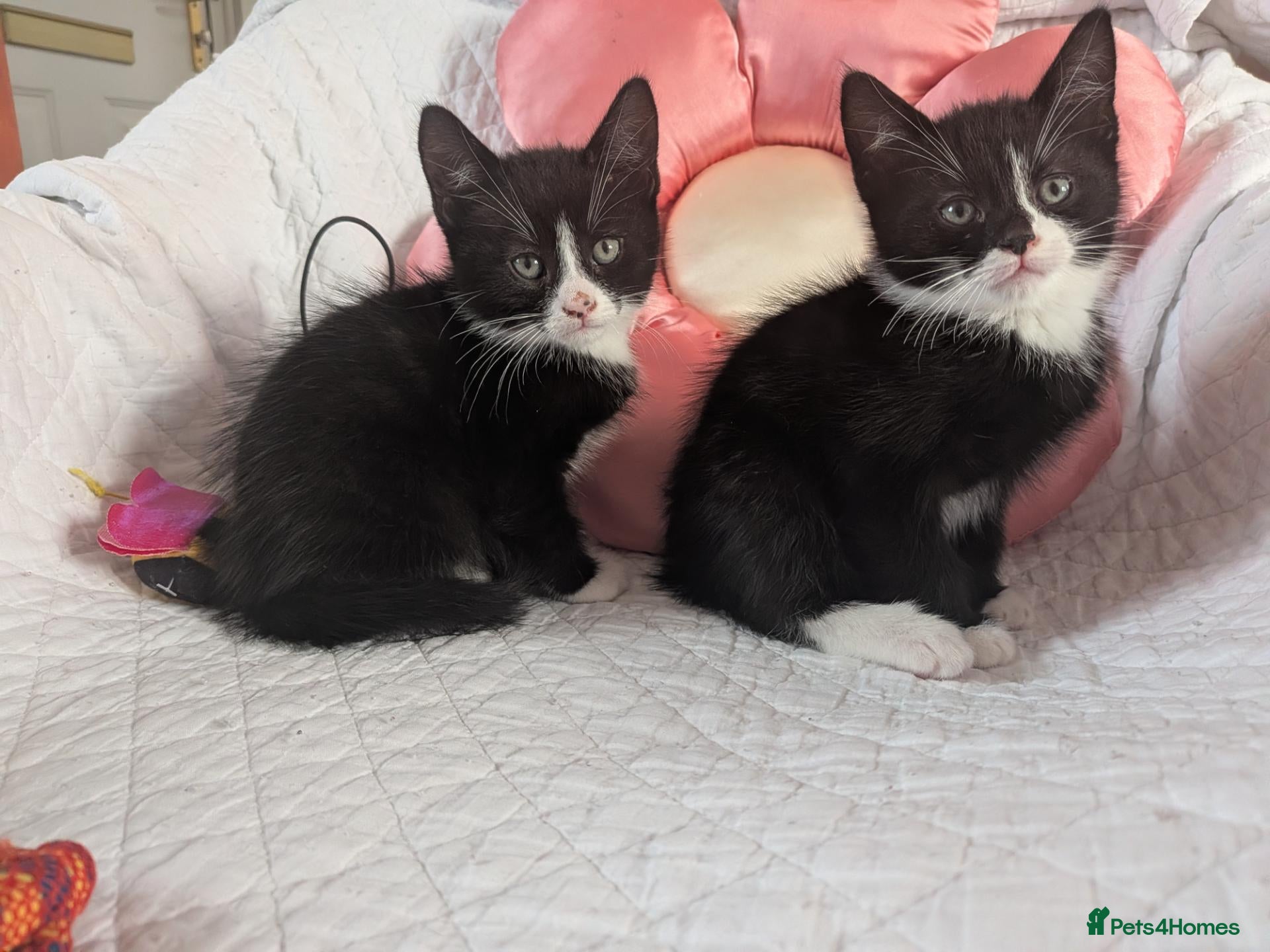 Mixed Breed cats for sale: Last boy left  - Advert 15
