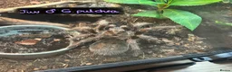 Tarantulas invertebrates for sale: Various tarantulas looking for new homes - Advert 10