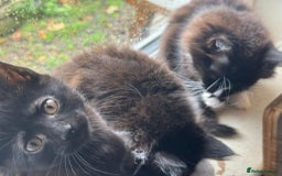 Maine Coon cats for sale: MAIN COON X - Image 6