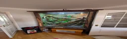 Lizard reptiles for sale: Water dragon and enclosure hand build  in Barnsley - Advert 3