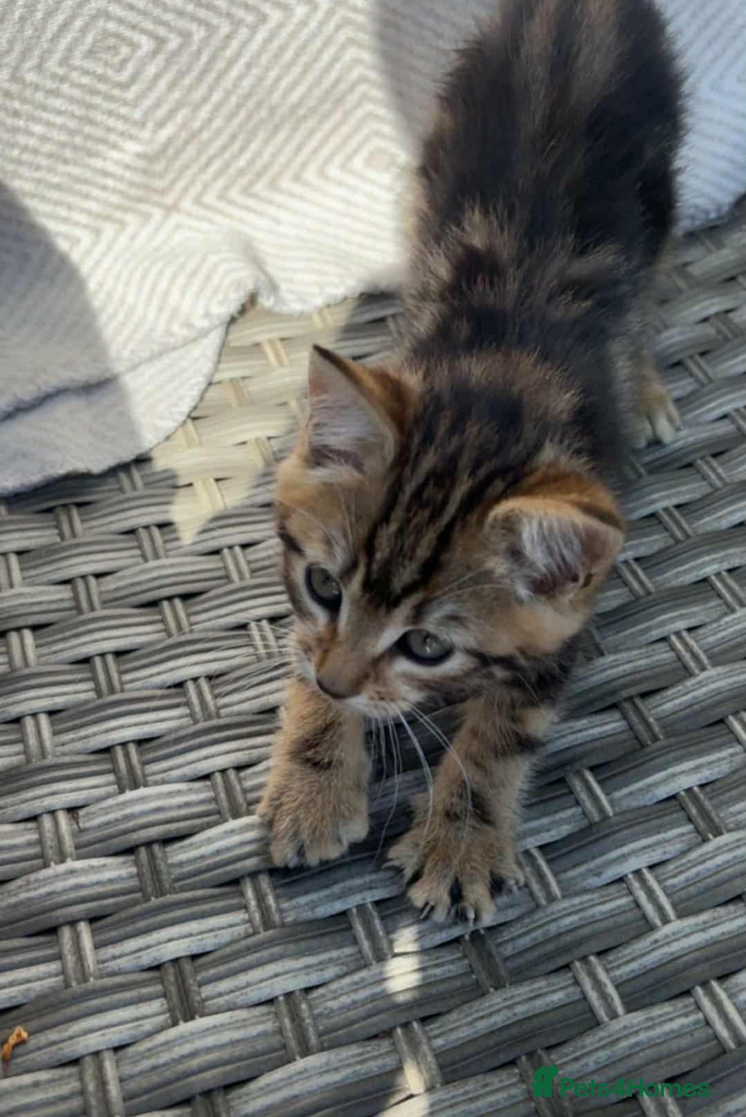 Bengal cats for sale: Manecoon x bengal kittens mink & grey  - Image 10