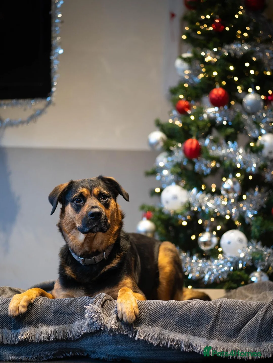 Mixed Breed dogs for sale: Willow - Advert 2