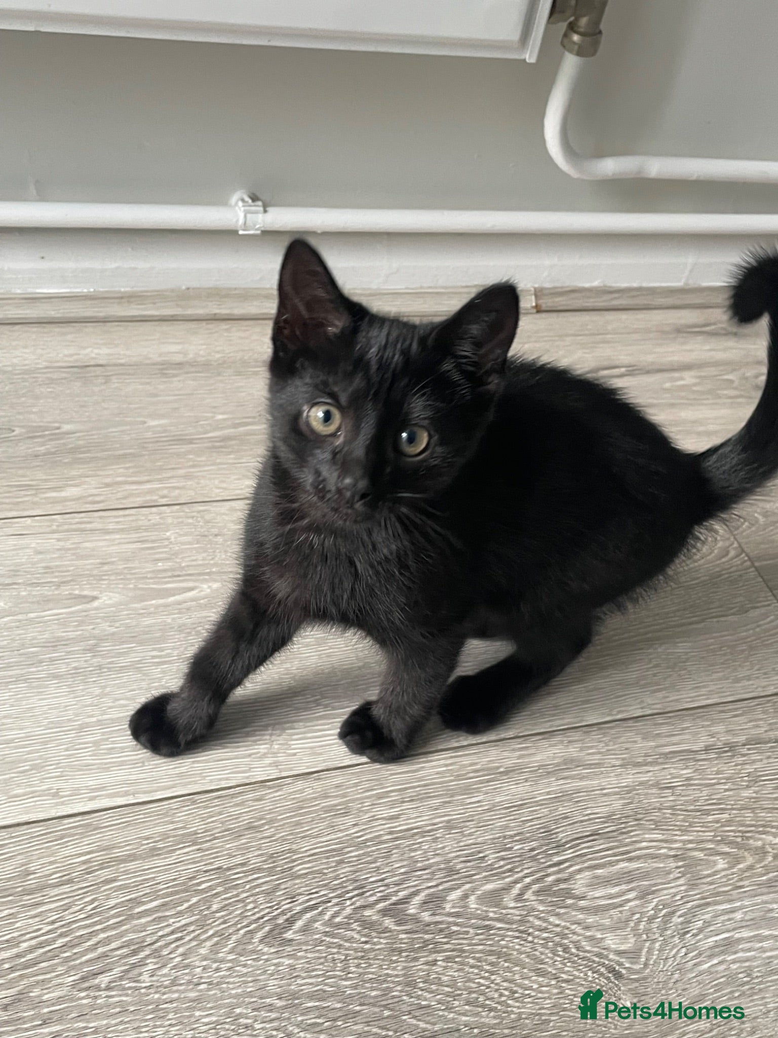 Mixed Breed cats 1 male ready now - Advert 11