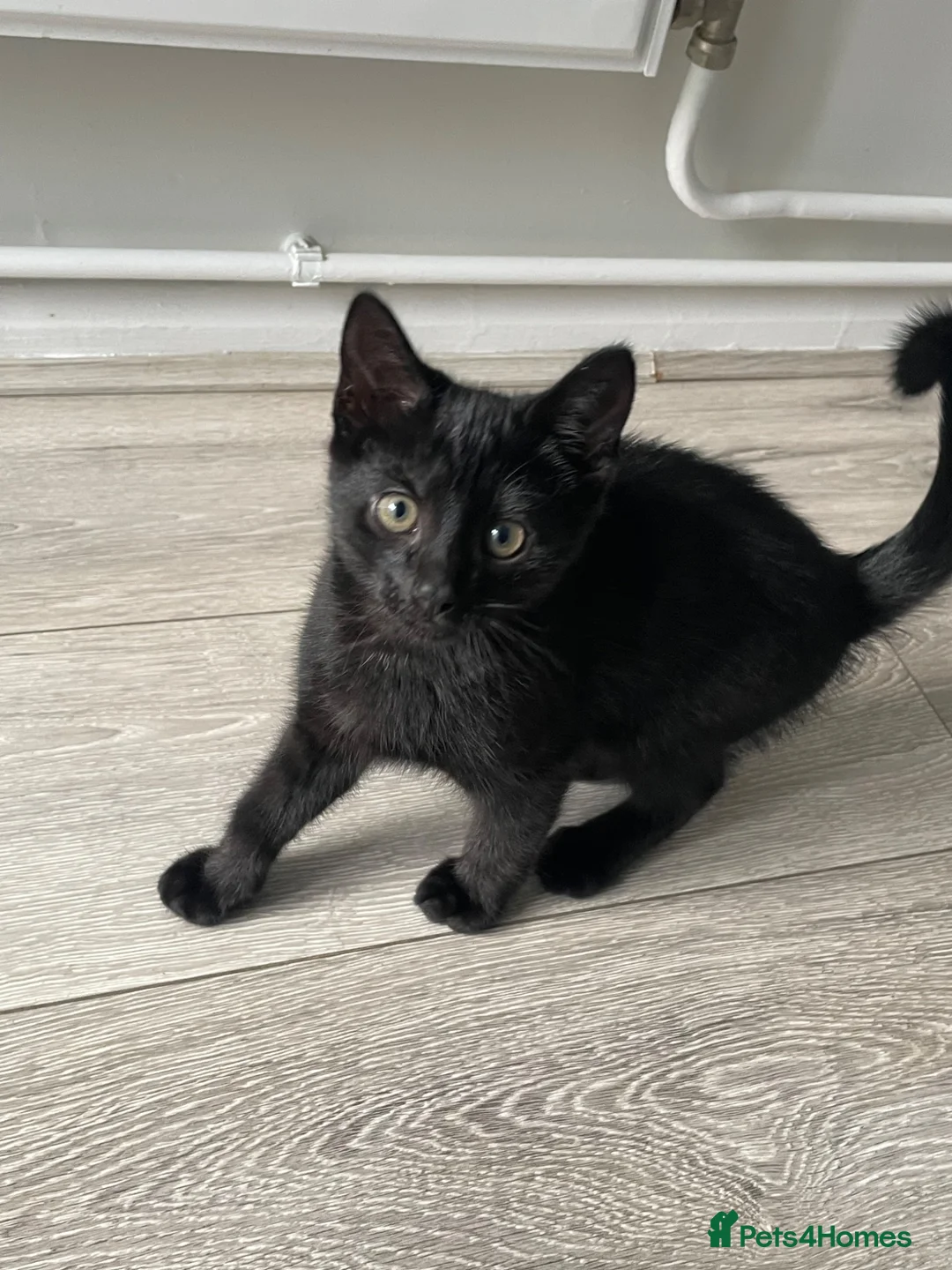 Mixed Breed cats for sale: 1 male ready now - Advert 1