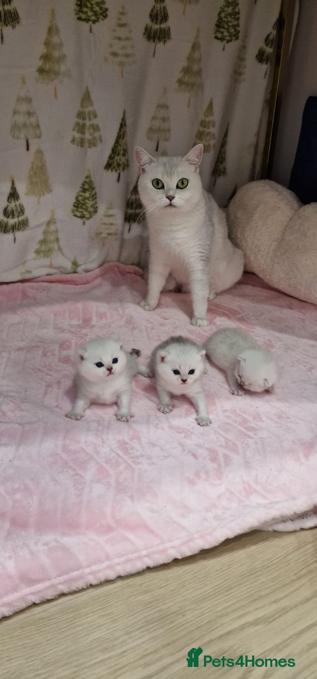 British Shorthair cats for sale: 💜British Shorthair Silver Chinchilla🧡 - Advert 14