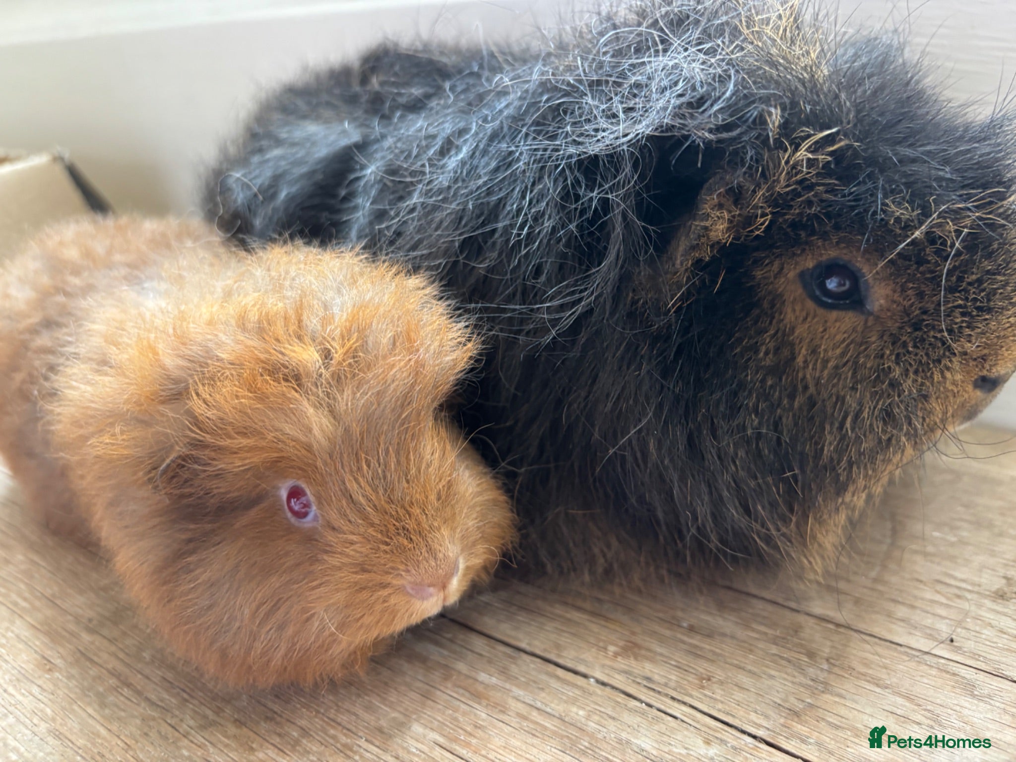 Guinea Pig rodents Father and son Swiss boys - Advert 5