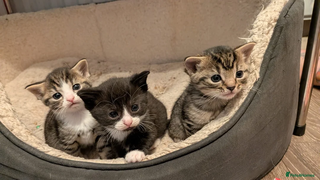 Domestic Shorthair cats for sale: 3 adorable kittens in need of loving home  in Walsall - Advert 2