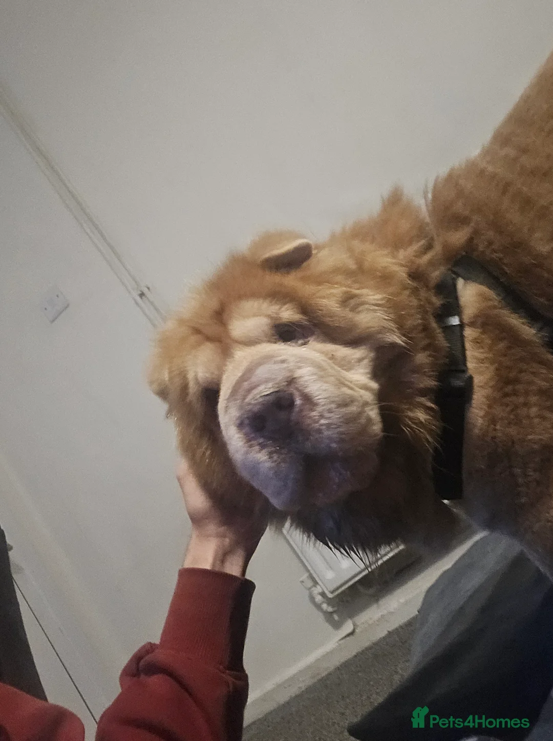 Shar Pei dogs for sale: Bison - Advert 3