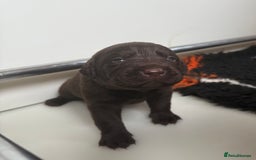 Labrador Retriever dogs for sale: Beautiful KC REG Fully health tested Labradors  - Image 1