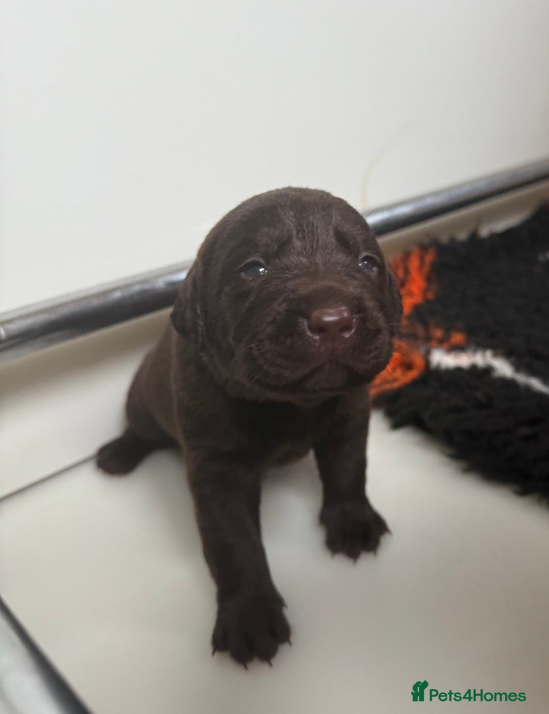 Labrador Retriever dogs for sale: Beautiful KC REG Fully health tested Labradors  - Image 1