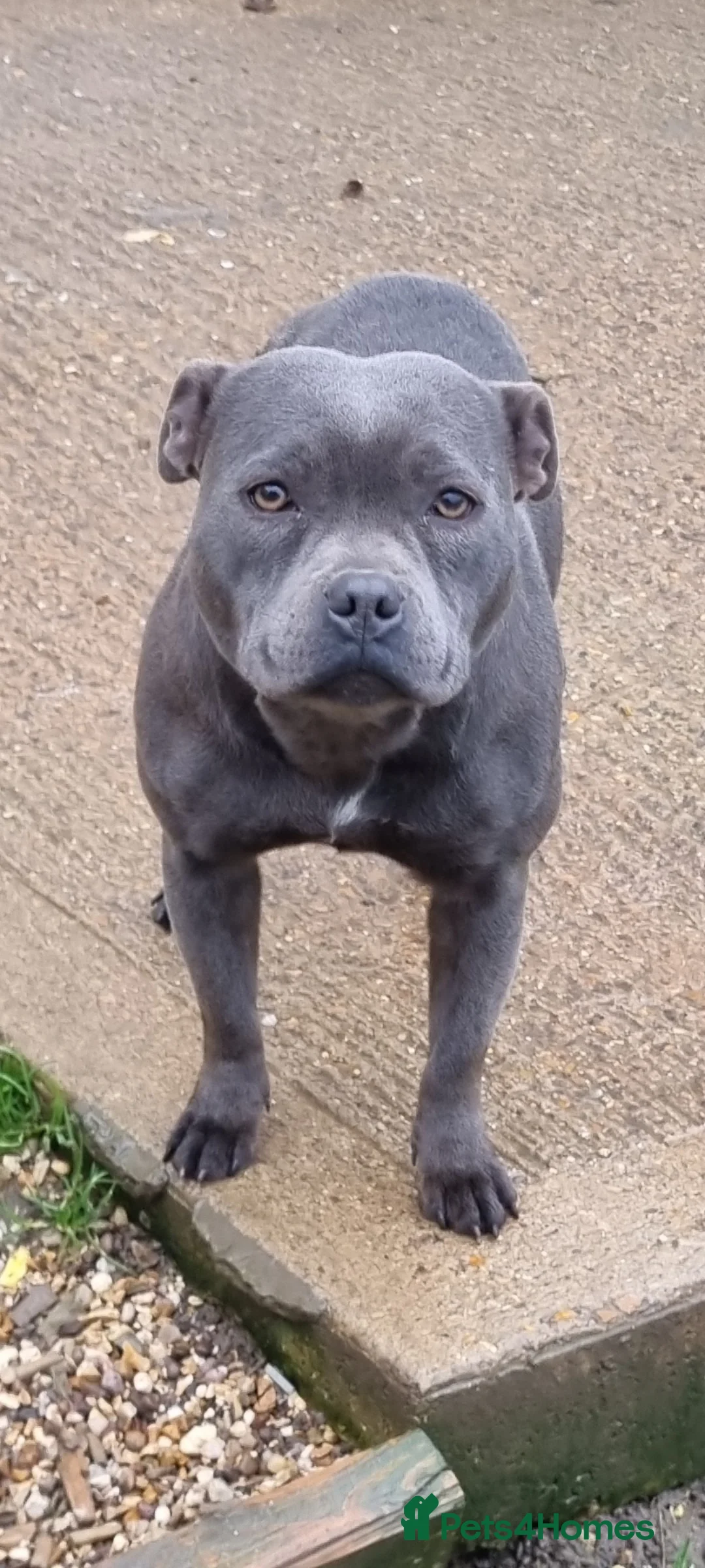 Staffordshire Bull Terrier dogs for sale: Bluebullz☆bullscaff☆5☆☆ready to go 18th 2 left  - Advert 5