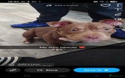 American Bully dogs for sale: Female pocket bully  - Image 5