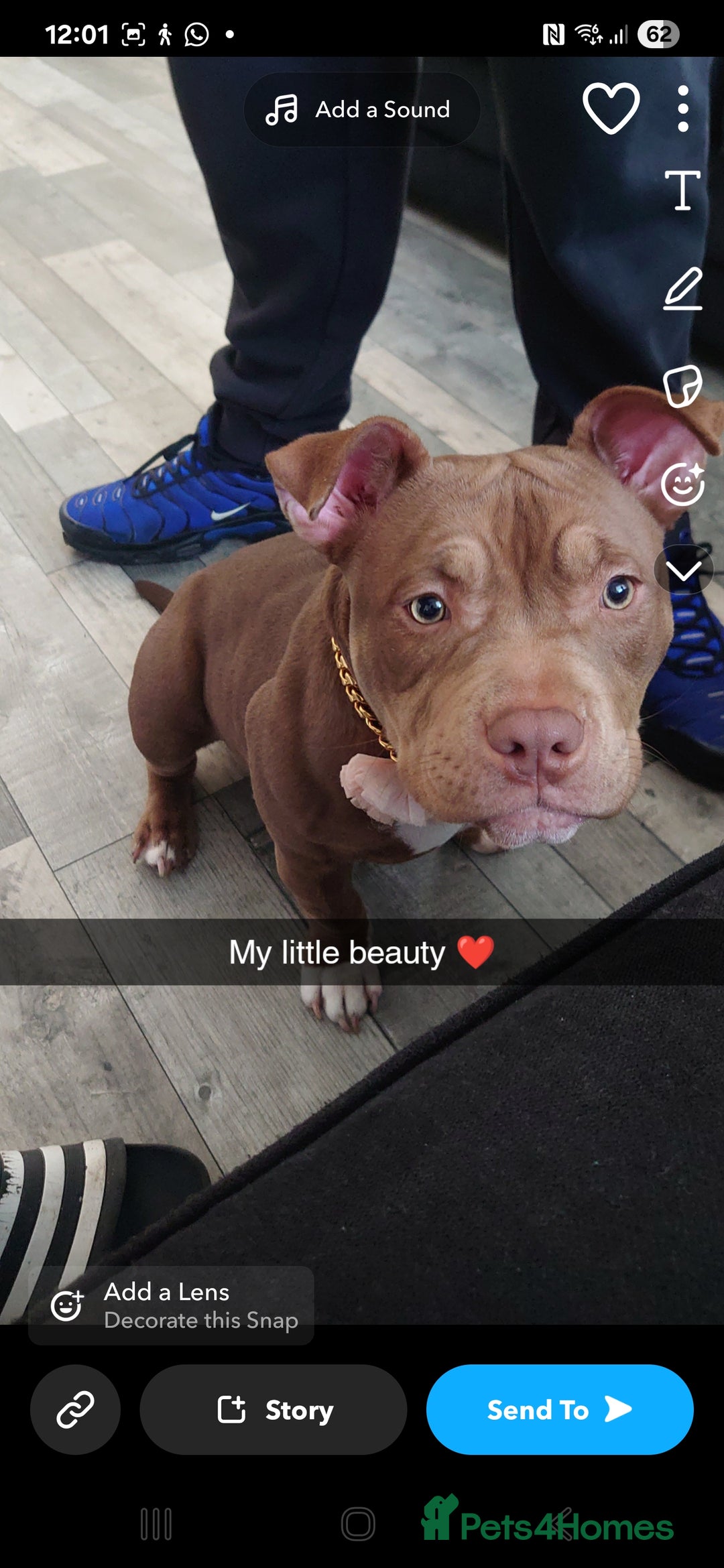 American Bully dogs for sale: Female pocket bully  - Image 5