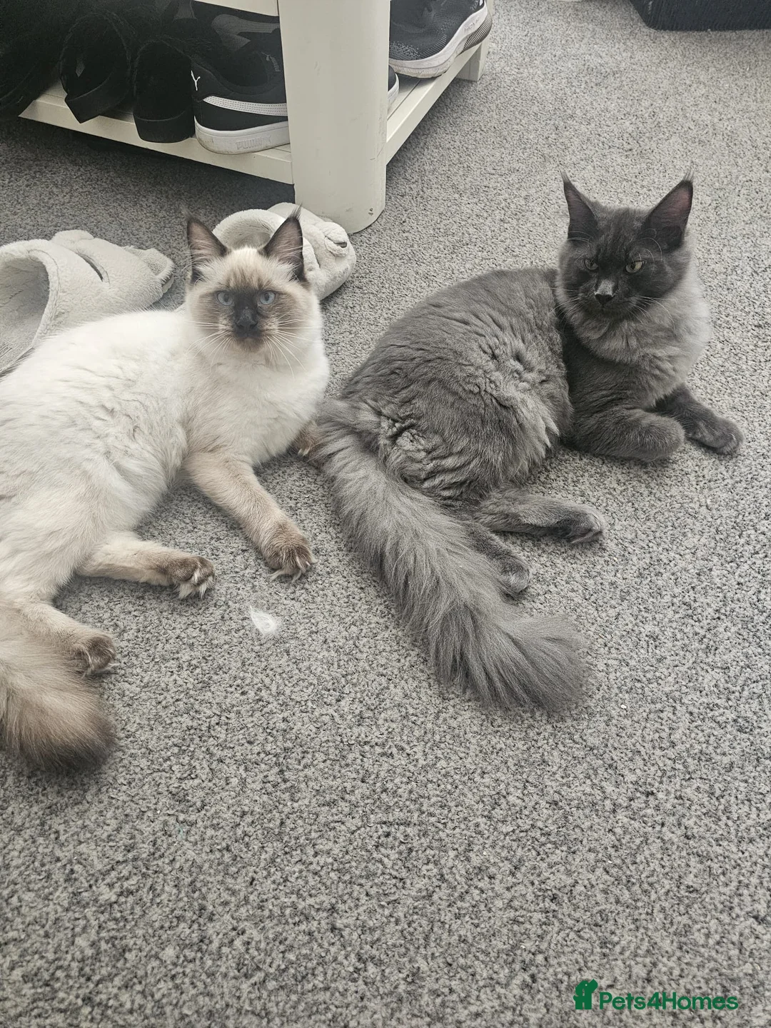 Mixed Breed cats for sale: Maine Coon x Ragdoll - Advert 4