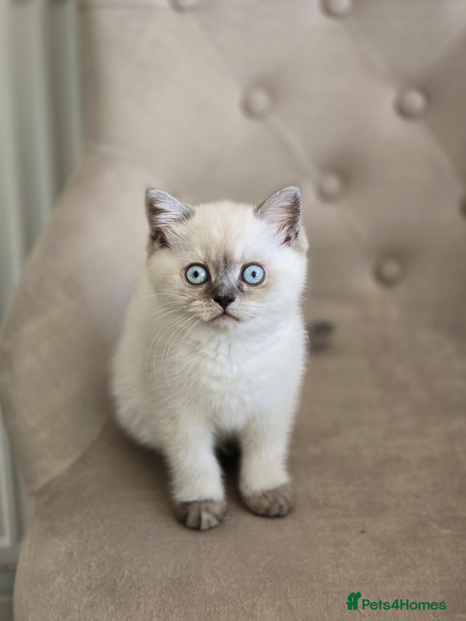 Scottish Fold cats The last kitten left  😸  - Advert 1