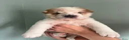Shar Pei dogs for sale: Ready now !!! flower bear coats kc - Advert 20