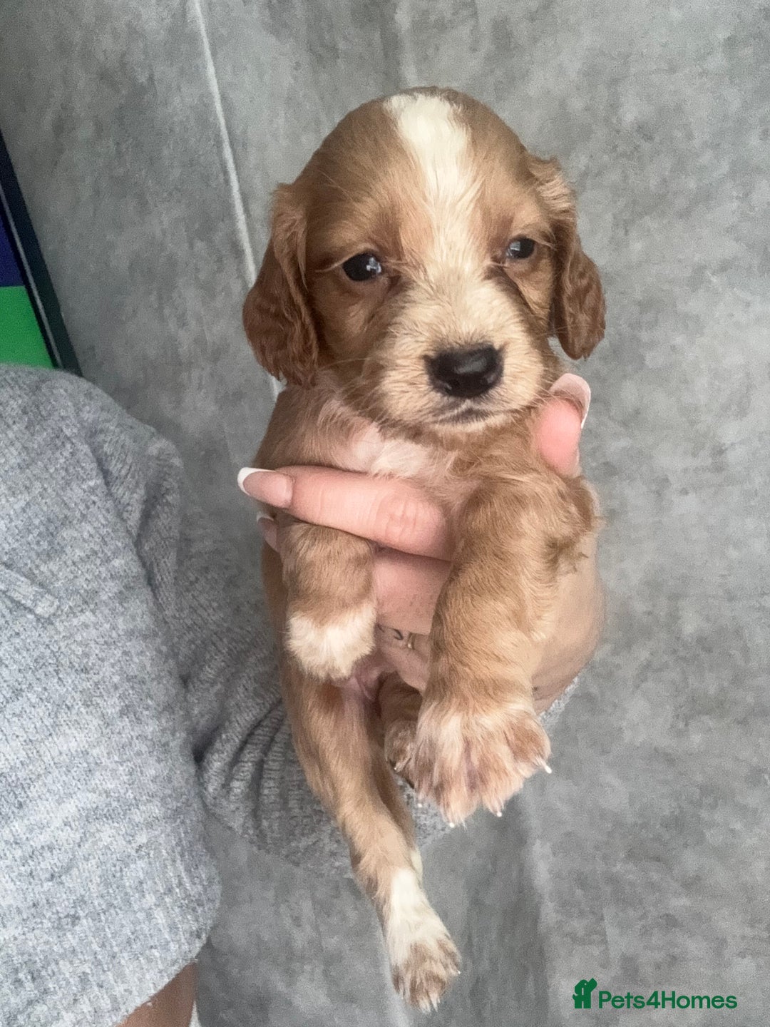 Cocker Spaniel dogs for sale: Cocker spaniels  - Image 26