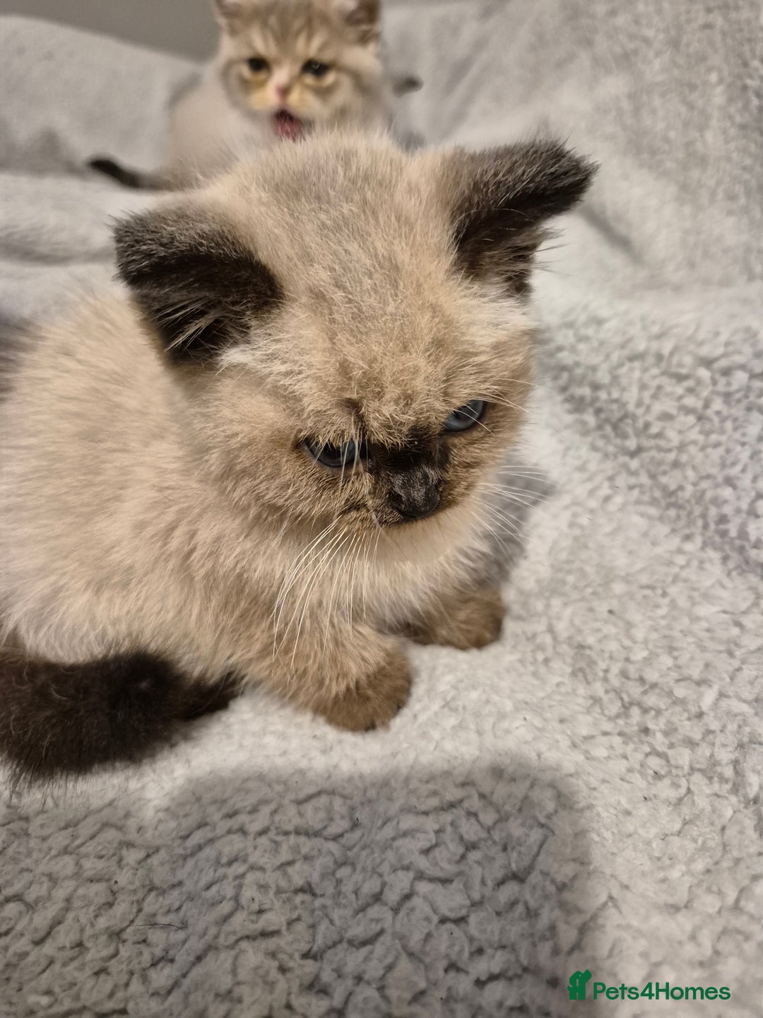 Snowshoe cats for sale: Pedigree Tica reg seal point snowshoe boy  - Advert 9