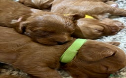 Cavapoo dogs for sale: Cavapoo Pups  - Image 6