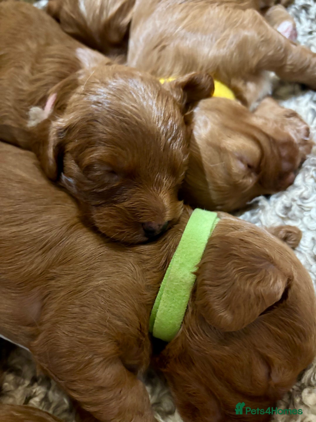 Cavapoo dogs for sale: Cavapoo Pups  - Image 6
